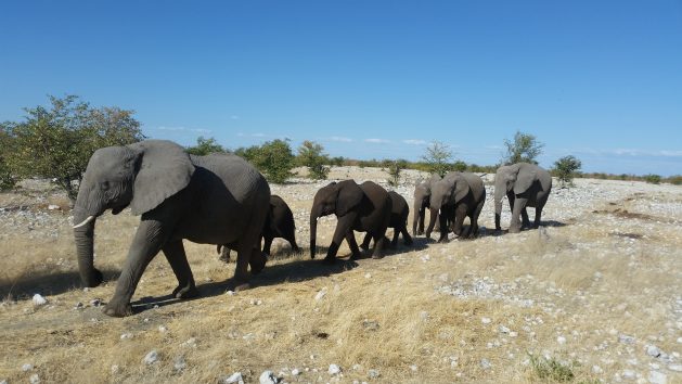 Namibian elephants in Etosha. Conservationists estimate that between 73 to 84 percent of the government’s quoted elephant population figure consists of ‘trans-boundary’ elephants, those moving between Namibia, Angola Zambia and Botswana. They put the resident elephant population in Namibia at 5,688. They are worried that with 170 heading to the auction block, Namibia is losing 3 percent of its elephant population. Courtesy: Stephan Scholvin