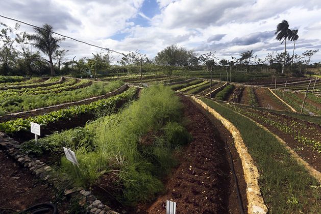 Terraces specially designed to prevent surface runoff during the rains have been key for growing vegetables on the sloping terrain of Finca Marta in the municipality of Caimito, Artemisa province, about 20 km from Havana, Cuba. CREDIT: Jorge Luis Baños/IPS