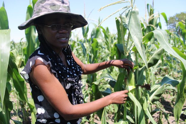 Young farmers who have land are failing to access bank loans despite the Zimbabwean government touting farming as the final frontier that will guarantee the country's food security needs. Credit: Busani Bafana/IPS