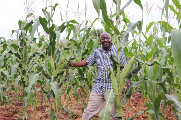 Justus Kimeu on his farm in Kithiani village, Makueni County, Kenya. By using the regenerative agriculture (RA) technique this farmer produced a bumper maize harvest during a very dry season. Almost 900 farmers in Kenya's two dryland counties of Embu and Makueni are participating in a pilot project to see how regenerative agriculture can be used to improve food productivity. Credit: Isaiah Esipisu/IPS