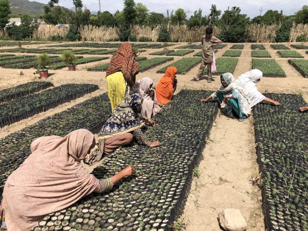 Women working in government-owned nurseries in Haripur, in Khyber Pakhtunkhwa province, Pakistan. Pakistan has launched one of the largest reforestation initiatives in the world — the Ten Billion Tree Tsunami Programme. Credit: Zofeen T. Ebrahim/IPS