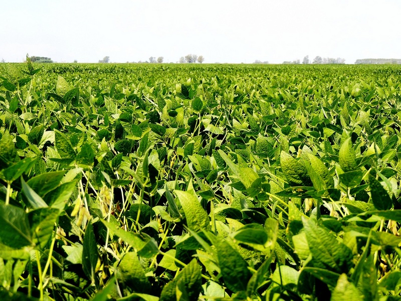 View of a soybean field in the province of Santa Fe, in western Argentina. Biodiesel is made from soybean oil in more than 50 plants near the city of Rosario, located in the south of the province. CREDIT: Confederaciones Rurales de Argentina