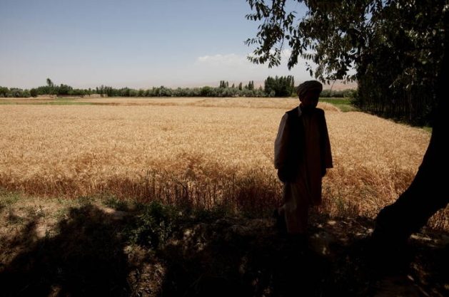 FAO is working to urgently raise $ 36 million to accelerate support for Afghan farmers. The support aims to ensure that they do not lose their crops, wheat and other winter grains, which could otherwise result in a food emergency that would deepen the crisis in the Asian country. Credit: FAO