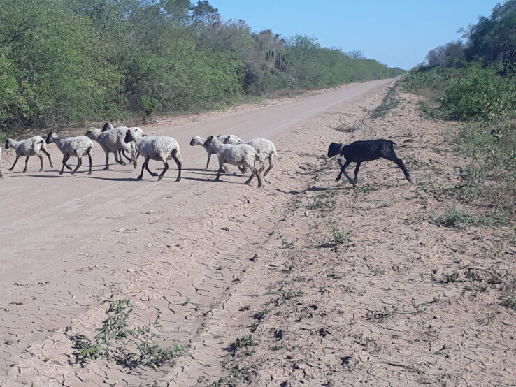  Goats cross a dirt road in El Impenetrable, an ecosystem of four million hectares, where livestock is raised loose, to roam the area in search of pasture. CREDIT: Daniel Gutman/IPS