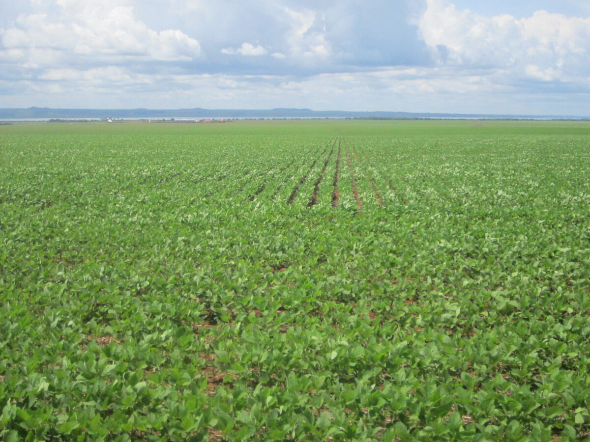 Soybean is the main symbol of the success of agribusiness in Brazil, whose landscape has been stained with its monotonous crops. In four decades, agricultural research has achieved high soy productivity in the hot lands of the Cerrado, the Brazilian savannah. Flat land suitable for mechanization, with regular rainfall and the possibility of planting corn or cotton after the soybean harvest are the advantages of tropical agriculture in Brazil. CREDIT: Mario Osava/IPS