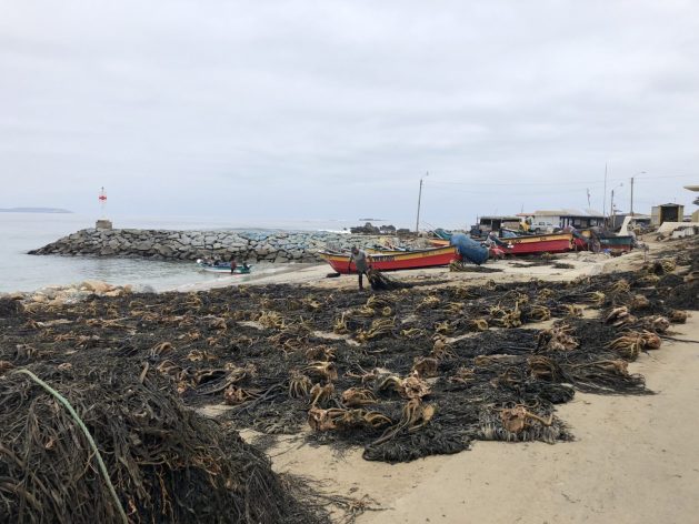 If the desalination plants win the bet, Chile's water delivery trucks, with their unpredictable schedules and high operating costs, will become a thing of the past. The photo shows the small cove of Chigualoco, in northern Chile, with a few fishing boats and the ground covered with black seaweed (Lessonia spicata), macroalgae that the fishermen dry in the sun. The seaweed is not extracted from the small coastal rocks because it is the food for prized mollusks whose harvesting season ends in June. CREDIT: Orlando Milesi/IPS