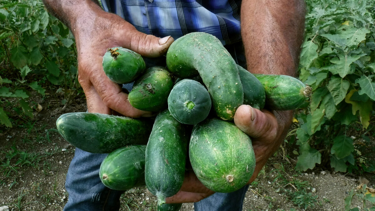 These cucumbers were grown using agroecological techniques on the La Villa farm, located in the municipality of Guanabacoa, one of the 15 that make up Havana, Cuba. CREDIT: Jorge Luis Baños/IPS