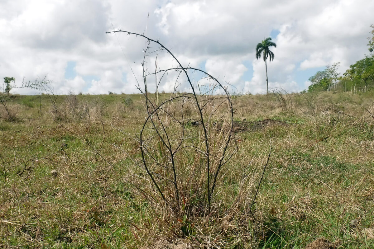 Doğal gübrelerin ve hayvan gübresinin kullanımı, Küba, Havana, Guanabacoa belediyesinde, şimdiki La Villa çiftliğinin dikenli çalılarla kaplı, bir zamanlar bozulmuş toprakların restorasyonu ve dönüştürülmesinin anahtarlarından biridir.  KREDİ: Jorge Luis Baños/IPS