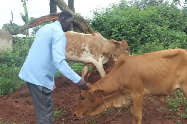 Lawrence Akena had never dreamt of owning a cow. BRAC believes ownership of assets like livestock can get people out of extreme poverty. Credit: Wambi Michael/IPS