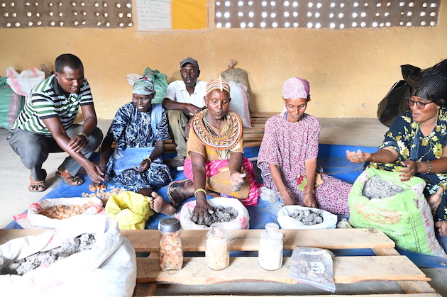 Frankincense and Myrrh Have New Economic Resonance for Women in Kenyas Arid North — Global Issues