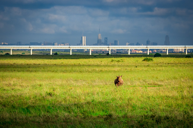 Stunning view of a lone black rhino in the Nairobi National Park savannah, Kenya, with Nairobi skyline and Mombasa railroad bridge in the background. Kaddu Sebunya says it’s important to change perceptions. Africans need to be reminded that Africa’s wealth is above the ground – in nature and conservation and not below the ground as popularly believed. Credit: AWF
