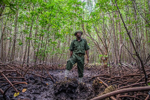 Participants at the 2022 Africa Green Economy Conference called for nature-positive development ventures. Here Shaban Mwinji, a community scout ranger, in Ukunda, Kenya is standing in a restored Mangrove Forest. Credit: Anthony Ochieng /Climate Visuals Countdown