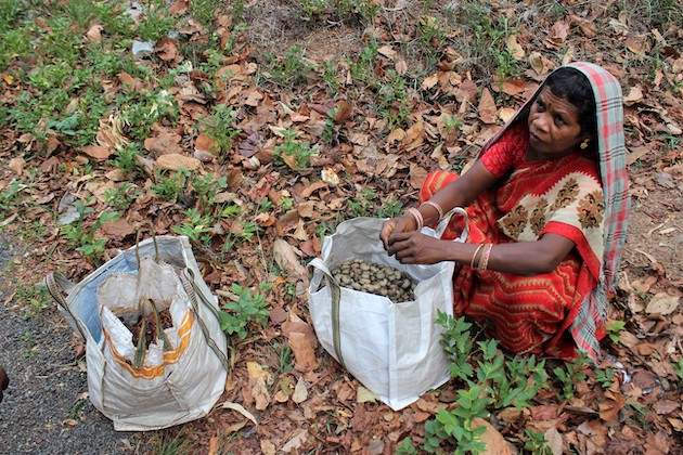 An indigenous forest dweller in India's Andhra Pradesh, inside a protected area, sells cashew nut seeds to visitors. Indigenous communities' knowledge of biodiversity contributes to the work of IPBES, alongside science, says IPBES' Executive Secretary. Credit: Manipadma Jena/IPS