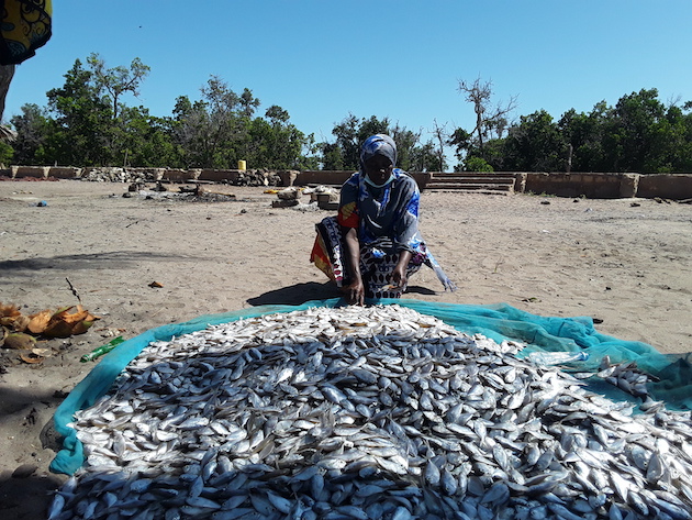 Kassim Zara says the fish population is on the rise in tandem with mangrove conservation and restoration efforts in Jimbo village, Kwale County. Credit: Joyce Chimbi/IPS