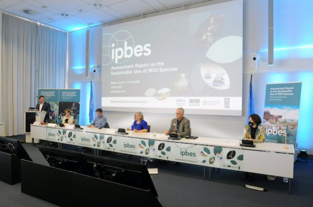 The IPBES Sustainable Use of Wild Species report was launched in Bonn, Germany. The report offers insights, analysis and tools to establish more sustainable use of wild species of plants, animals, fungi and algae worldwide. Credit: IISD Diego Noguera