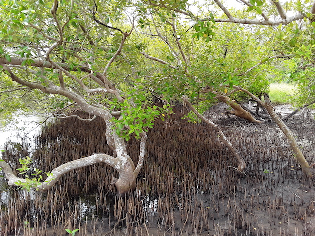 ngoing soft engineering efforts to restore mangroves on the shorelines of Kwale's Vanga Bay area. Credit: Joyce Chimbi/IPS