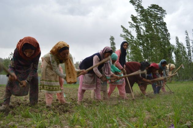 Soaring Temperatures in Devastates Kashmir Farmers — Global Issues