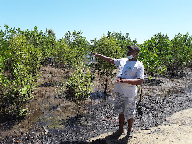 Ongoing soft engineering efforts to restore mangroves on the shorelines of Kwale's Vanga Bay area. Credit: Joyce Chimbi/IPS