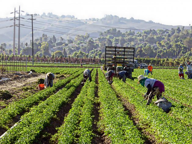 Mexican workers harvest produce on a farm in the western U.S. state of California. The number of temporary agricultural workers from Mexico has increased in recent years in the United States and with it, human rights violations. CREDIT: Courtesy of Linnaea Mallette - Advocates for the rights of the seasonal workers and experts point to worsening working conditions, warn of the threat of human trafficking and forced labor, and complain about the prevailing impunity