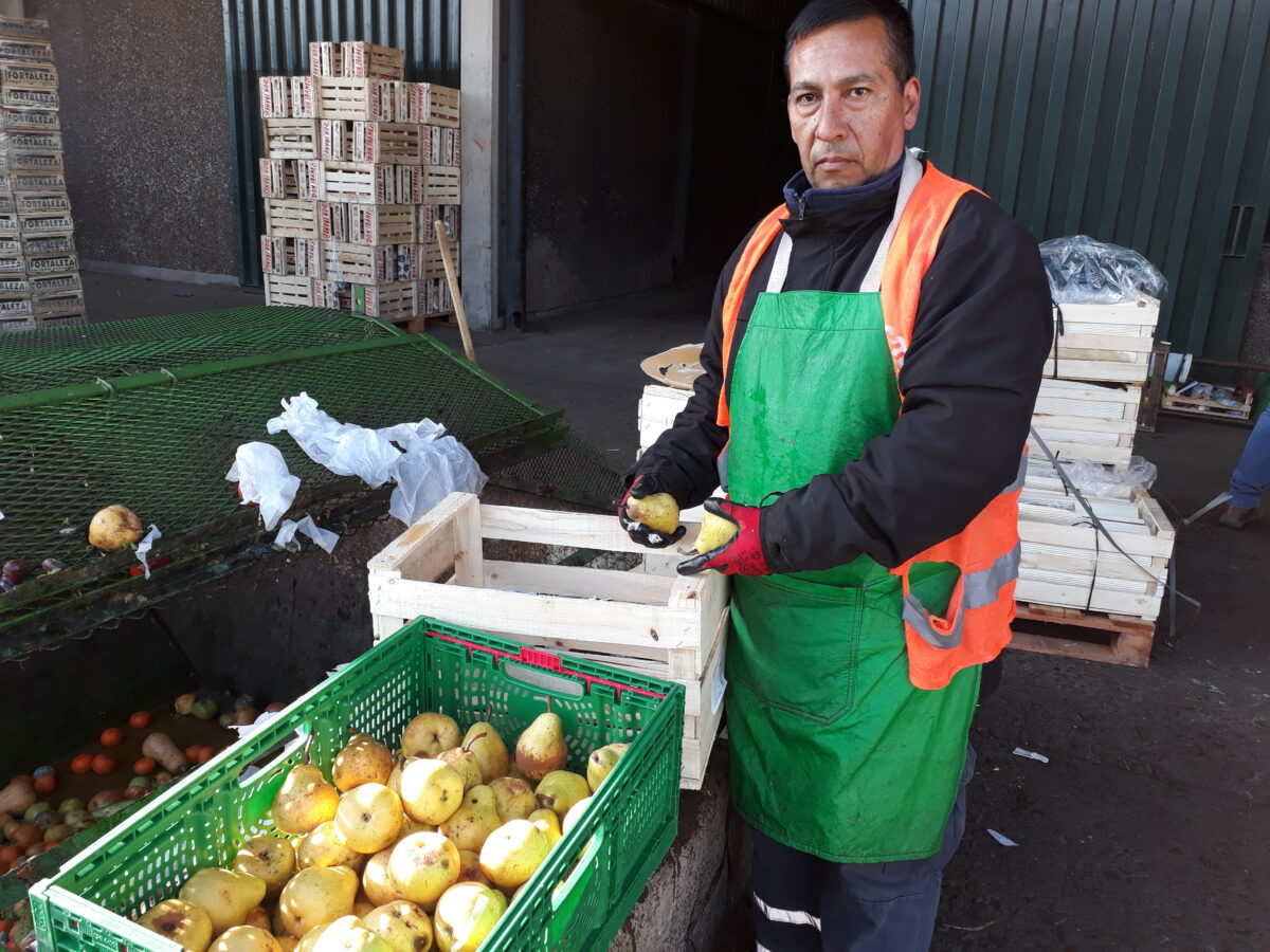 Justo Gregorio Ayala, Buenos Aires Merkez Pazarı'nda satıcılar tarafından atılan yenilebilir meyve ve sebzeleri seçen 24 işçiden biri.  Geçen yıl ağustos ayından bu yana insan tüketimine uygun yaklaşık 19.000 ton gıda toplanarak aşevlerine ve diğer sosyal yardımlara gitti.  KREDİ: Daniel Gutman/IPS