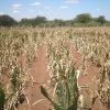 Heat waves increase the risks of crop failures, threatening food security for billions of people. Credit: Busani Bafana/IPS