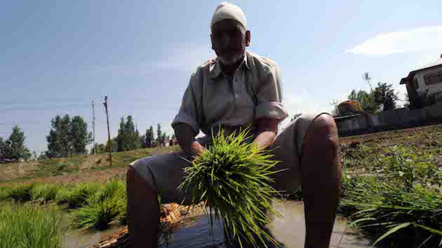 Ghulam Mohammad Mir is sowing a paddy crop on his two-acre land located in central Kashmir’s Ganderbal area. Mir says his months of hard work will probably get wasted as the land has almost turned barren in the unrelenting heat. Credit: Umar Manzoor Shah/IPS