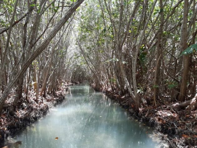 Mangrove rows in the San Crisanto ejido, in the state of Yucatán, in southeastern Mexico. After the strike of two devastating hurricanes in 1995, the ejido owners restored the habitat and cleaned the channels to allow the flow of water in the mangrove. Credit: Emilio Godoy / IPS