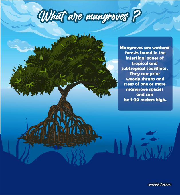 What are mangroves?