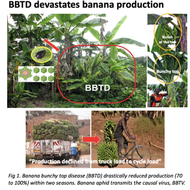 Banana Bunchy Top Hastalığı'nın (BBTD) etkisini gösteren bir grafik.  Kredi: Biyoçeşitlilik İttifakı ve CIAT (ABC)