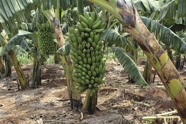 Alliance of Bioversity and CIAT (ABC) are using artificial intelligence to help eradicate Banana Bunchy Top Disease (BBTD). The disease threatens the livelihoods of farmers and impacts food security. Credit: Aimable Twahirwa/IPS