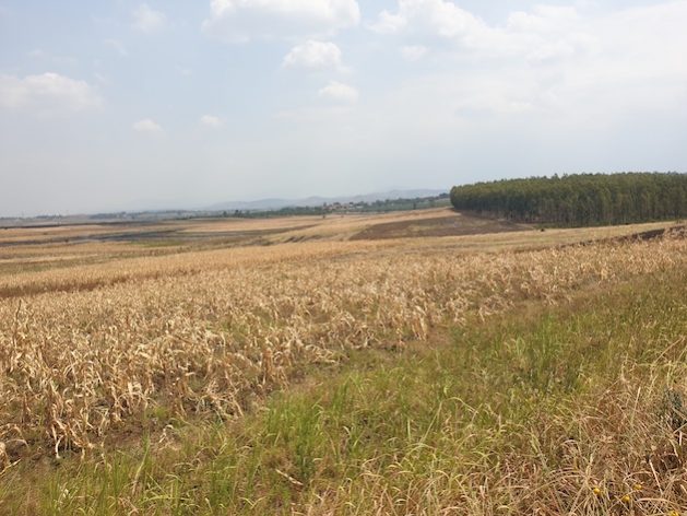 Failed crop in Southwestern Uganda. While there is a lot of focus on Karamoja, most parts of Uganda have been affected by erratic rains leading to crop failure. Credit Wambi Michael/IPS