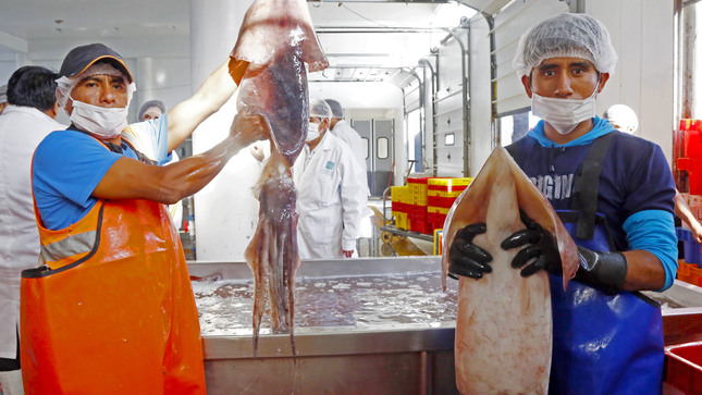 El calamar gigante es el segundo recurso pesquero más importante para el Perú, después de la anchoveta, y su captura genera más de 800 millones de dólares al año y miles de empleos, por lo que el país busca evitar incursiones en sus aguas por parte de embarcaciones de otras banderas. especialmente de China.  CRÉDITO: Gobierno del Perú