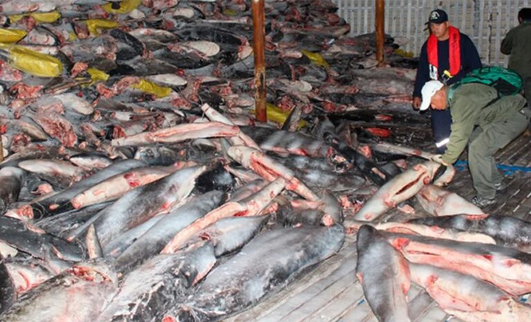 En 2017 Ecuador capturó la embarcación china Fu Tuang Yu Leng tras encontrar en sus bodegas más de 6000 tiburones capturados ilegalmente en la Reserva Marina de Galápagos.  CRÉDITO: DPN Galápagos