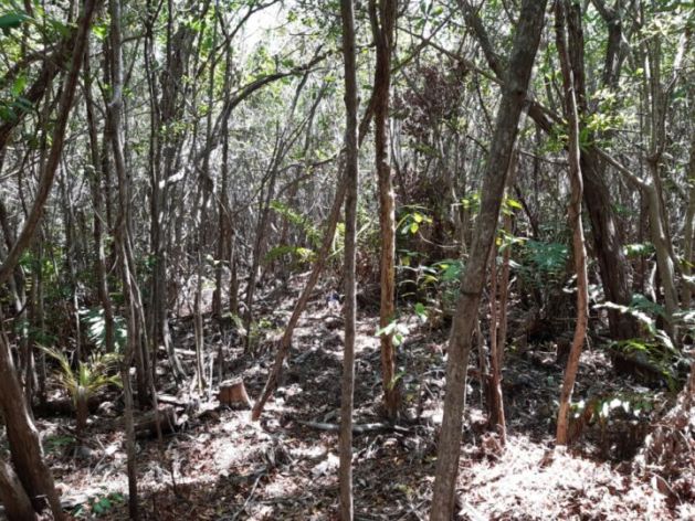 San Crisanto'nun güneydoğu eyaleti Yucatán'da, yerel halkın çabaları sayesinde ayakta kalan büyük kıyı mangrov bataklığı içinde.  Hükümet destek programlarının izlenmesi ve değerlendirilmesi için takip eksikliği olduğundan, mangrov korumasına yönelik Meksika politikaları net sonuçlar vermemiştir.  Kredi bilgileri: Emilio Godoy / IPS