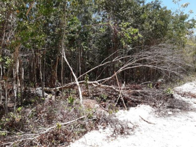 Mangrove logging in Puerto Morelos, in the southeastern state of Quintana Roo, in the Yucatán Peninsula, a forbidden activity by the environmental laws. In Mexico, mangroves face threats from urbanization, tourism development and the installation of aquaculture farms. Credit: Emilio Godoy / IPS