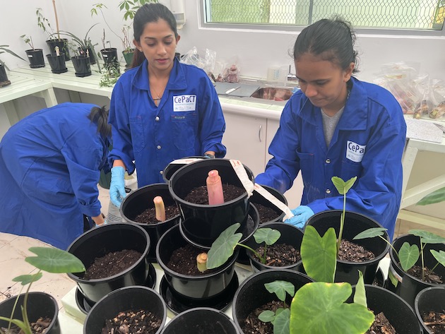 Pasifik Topluluğu'nun Pasifik Bitkileri ve Ağaçları Merkezi gen bankası, 22 Pasifik Ada devleti, birkaç Afrika ülkesi, Karayipler ve Asya bölgesinde Filipinler, Hindistan dahil olmak üzere tüm bölgelerdeki ülkelere doku kültürü, tohum ve ekim malzemeleri sağlıyor. ve Endonezya, diğerleri arasında.  Kredi: Pasifik Topluluğu
