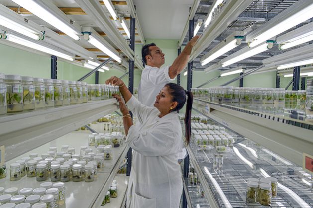 Pacific Community’s Agricultural Gene Bank Wins Global Award — Global Issues