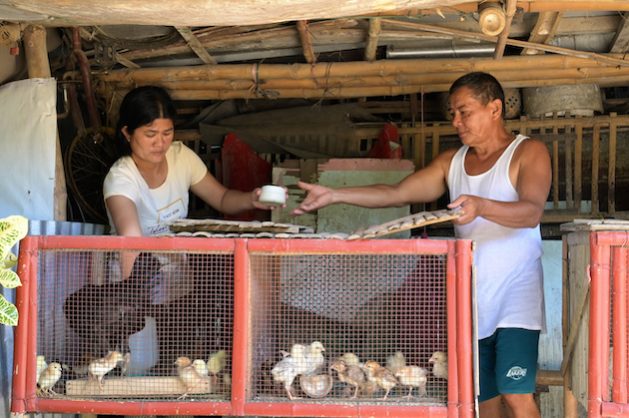 Elvie Gallo's thriving chicken business means she can support her family and put aside savings to build resilience against future shocks. Credit: BRAC/Robert Irven 2022
