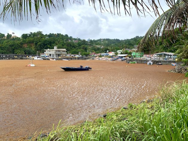 Sargassum seaweed envelopes the waterways near the Marigot Fisheries Complex, Dominica Credit: JAK/IPS
