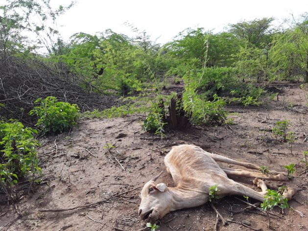 Hannah Sakamo's dead goat is surrounded by Prosopis juliflora plants. The invasive species is a threat to rural livelihoods. Photo: Joyce Chimbi/IPS