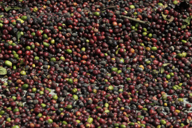 Sun-dried coffee beans in Palenque, in the municipality of Yateras in the province of Guantanamo. The easternmost of Cuba's provinces is one of the largest local producers of coffee, where the highest quality varieties are grown, due to tradition and the favorable mountainous microclimates. CREDIT: Jorge Luis Baños/IPS