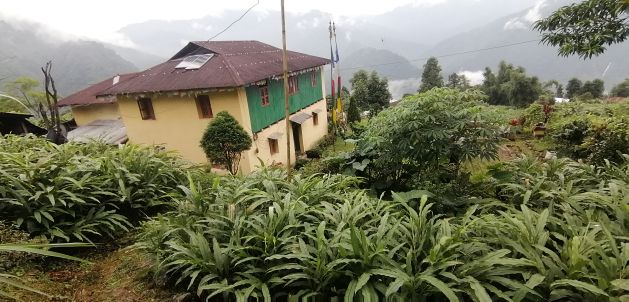 Cardamomo grande que crece cerca de una casa en Salakpur, al este de Nepal.  Crédito: Birat Anupam/IPS