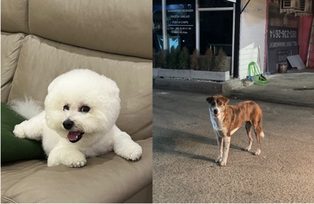 Woods, a little Bichon Frisé, is looked after at home, but stray dogs in Thailand live tough lives. 