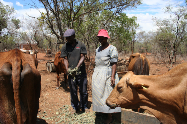 Cattle are important for economic growth and in supporting livelihoods across Africa. Livestock farmers in Nkayi, Zimbabwe, tending to their cattle. Credit: Busani Bafana/IPS