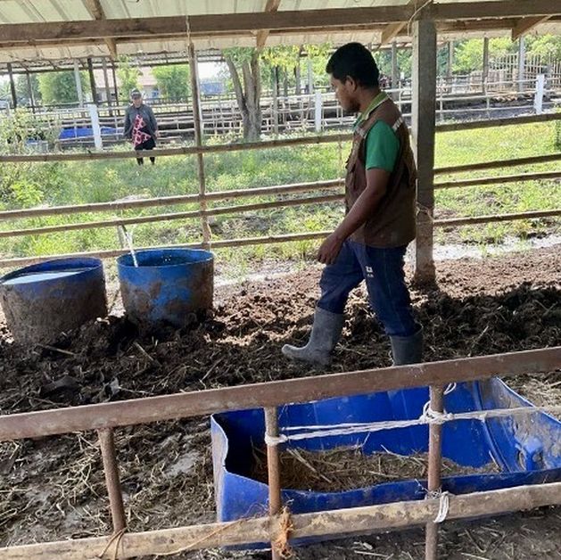 Livestock workers on Nam Phou Vieng farm. Credit: Bridget Dooley/IPS - Living in a fertile and relatively large country with a small population, Laotian farmers are primed to move “beyond feeding themselves, from subsistence farming to enterprise farming”