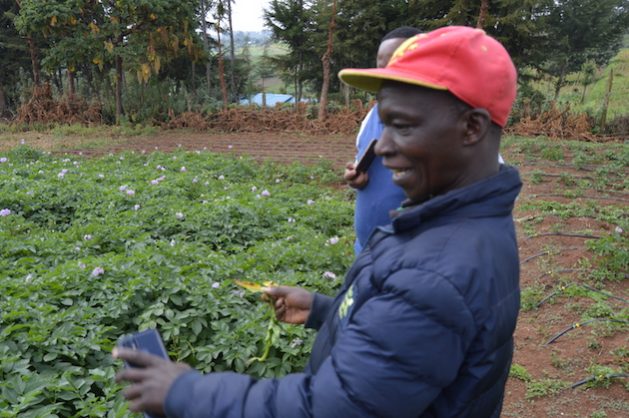 Richard Mbaria makes a point at his potato in Kapsita village of Nakuru County, Kenya. The farmer has increased his production per acre thanks to training by a CARP+ project implemented in the area by Egerton University. Maina Waruru/IPS