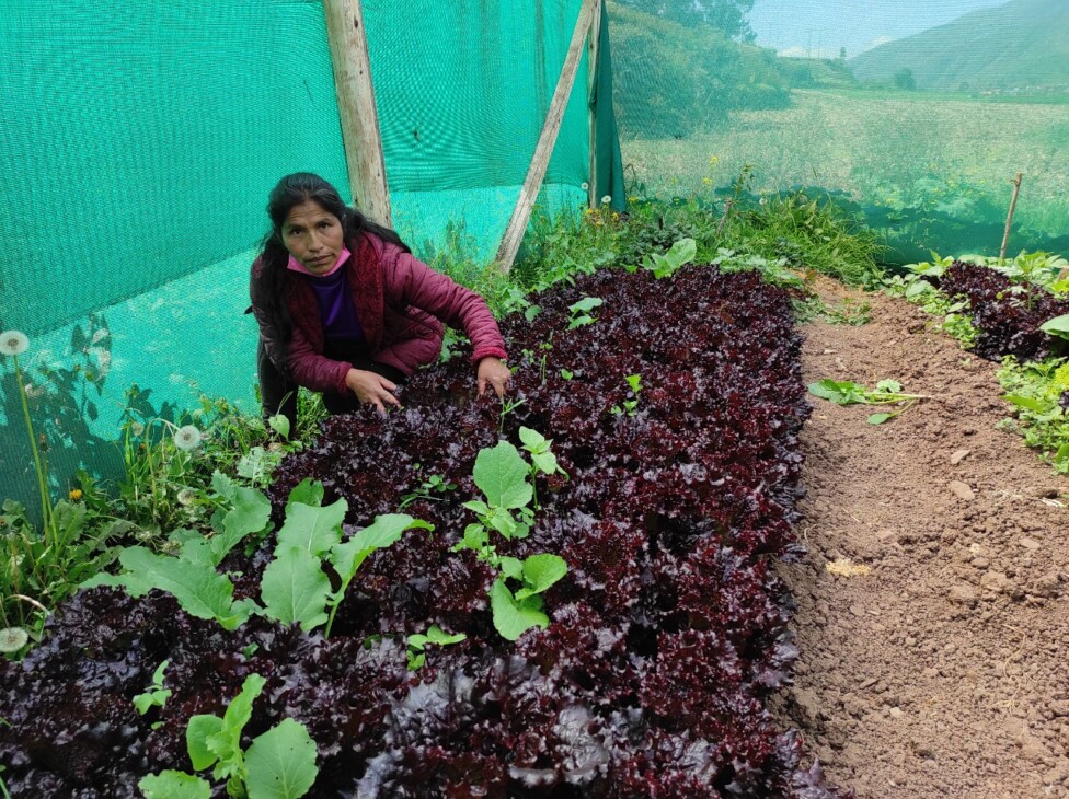 Agroecological Women Farmers Boost Food Security in Perus Highlands — Global Issues