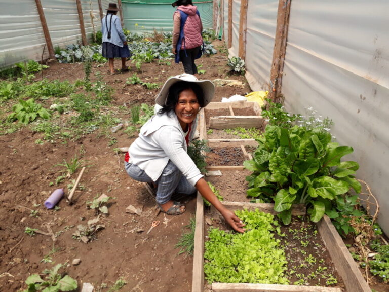 María Antonieta Tito, a farmer from the Andes highlands village of Secsencalla in the southern Peruvian department of Cuzco, shows her seedbeds of lettuce and celery plants. In March 2022 she began learning agroecological practices and is happy with the results that have allowed her to improve the quality of her family's nutrition while generating her own income from the sale of vegetables at the local market. CREDIT: Mariela Jara/IPS