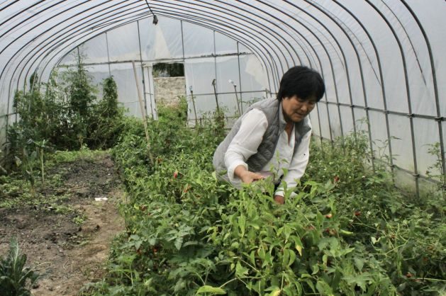 Om, a homestay owner in Paro, is hoping to value add after growing strawberries in her small greenhouse. Credit: Chhimi Dema/IPS