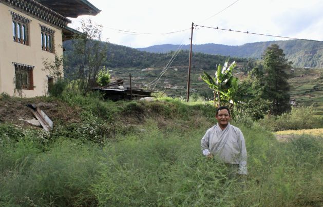 Kinley Tshering cultive des asperges sur 0,4 hectare de terrain avec du paddy et des pommes.  Crédit : Chhimi Dema/IPS
